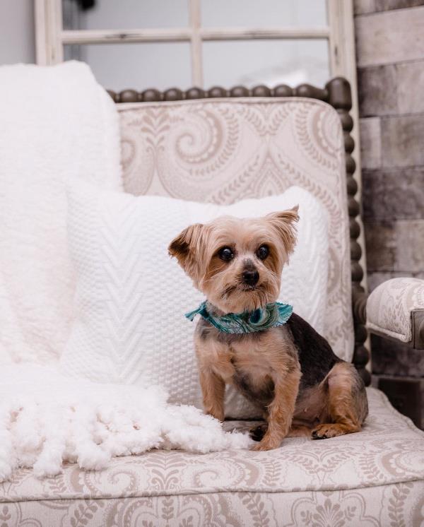 /Images/uploads/The Murphee and Sugar Angel Foundation/murpheeandsugar-pet-photo-contest-fundraiser/entries/27857thumb.jpg